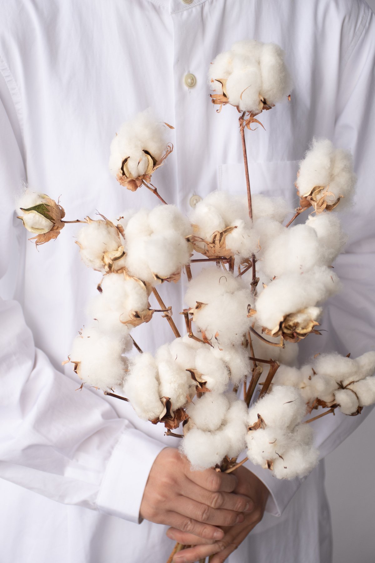 綿花 コットンフラワー コットンフラワー 綿花