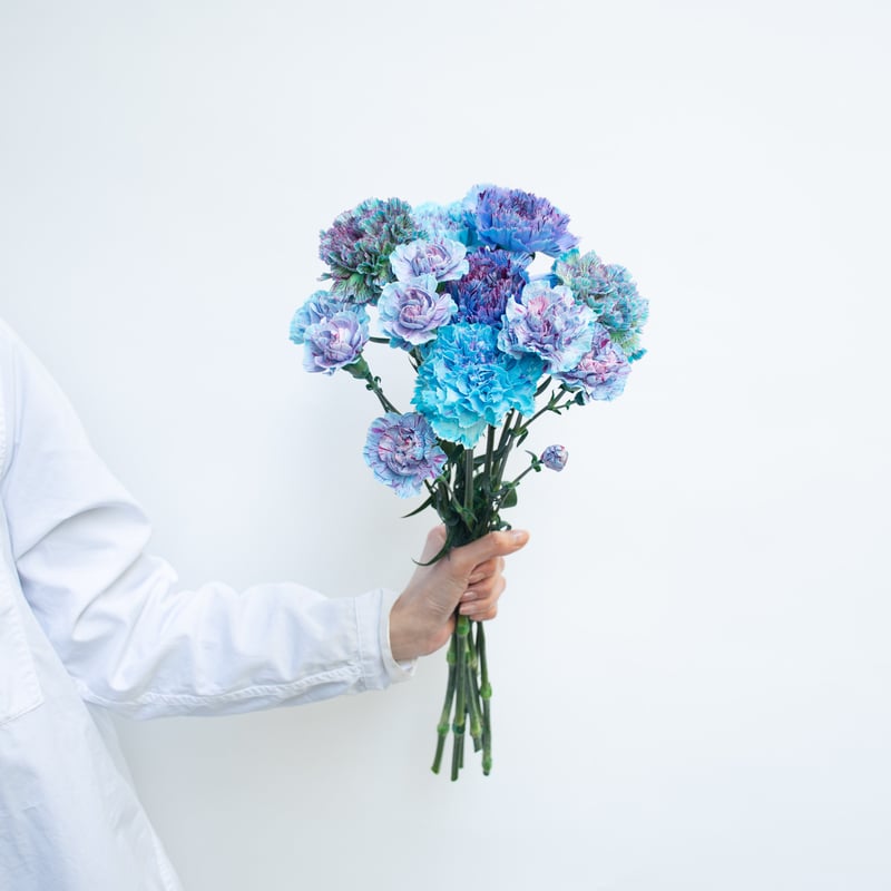 カーネーション「ブルーミックス」 | tokyo_shokubutsu_zufu