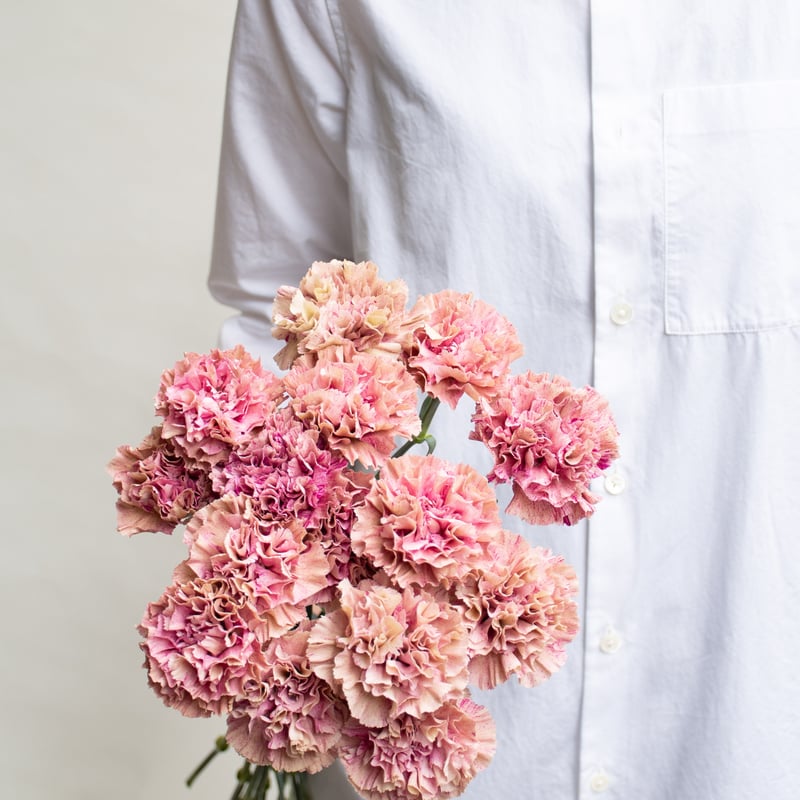 カーネーション 「バビロン」 | tokyo_shokubutsu_zufu