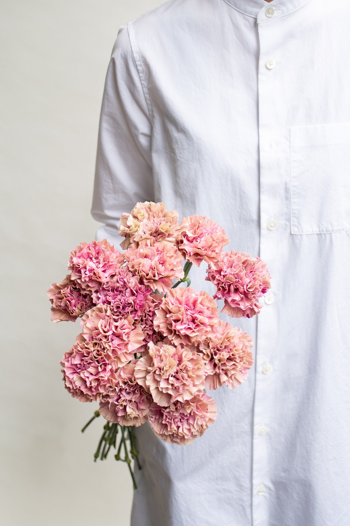 カーネーション 「バビロン」 | tokyo_shokubutsu_zufu