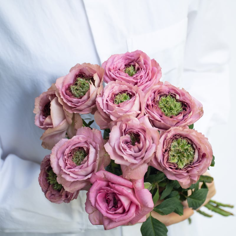 バラ「やぎバラスペシャルミックス」 | tokyo_shokubutsu_zufu