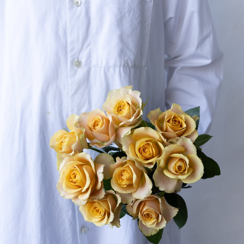 バラ「堀木園芸 サウザンドマイルズ」 | tokyo_shokubutsu_zufu