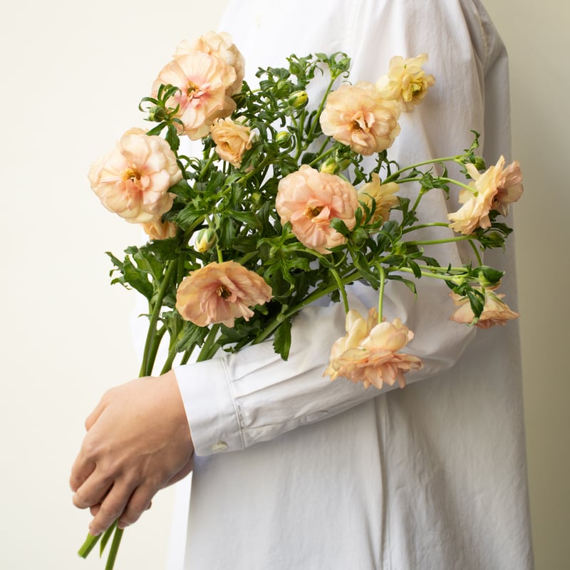 me ラナンキュラスラックス ヘスティア アリアドネ 白藤『麝香藤』♪ ラナンキュラス「ラックスアリアドネ」 | tokyo_shokubutsu_zufu