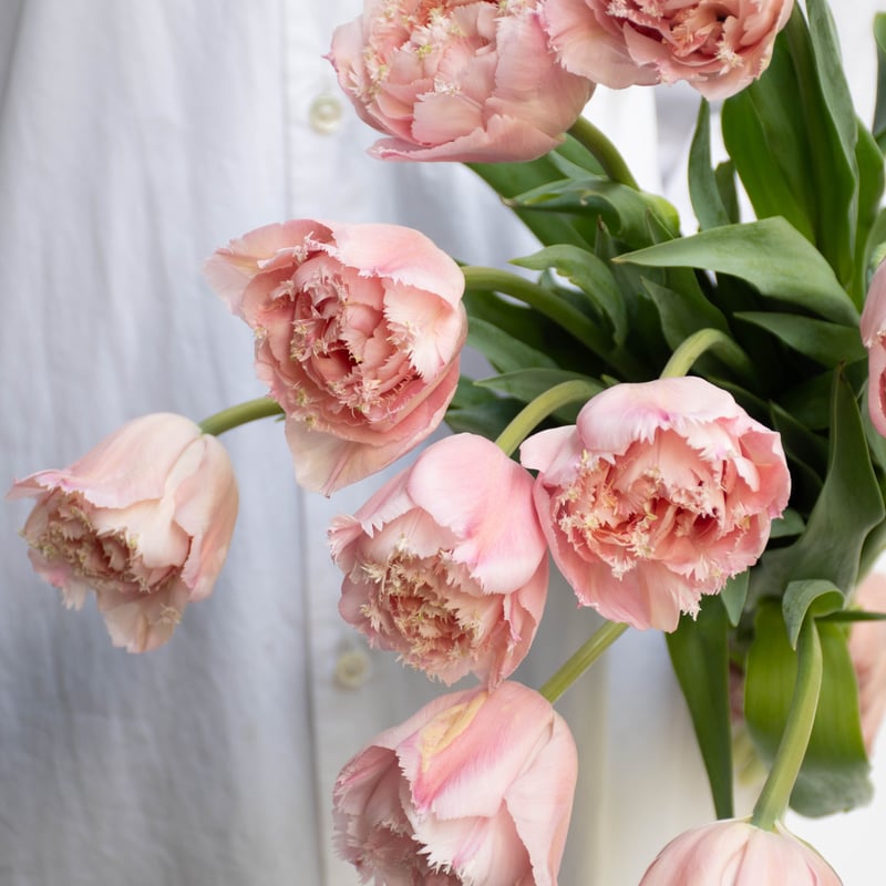 チューリップ「ピンクマジック」 | tokyo_shokubutsu_zufu