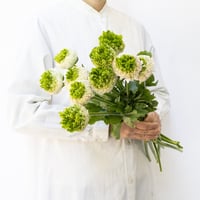 ラナンキュラス「ジベルニー」