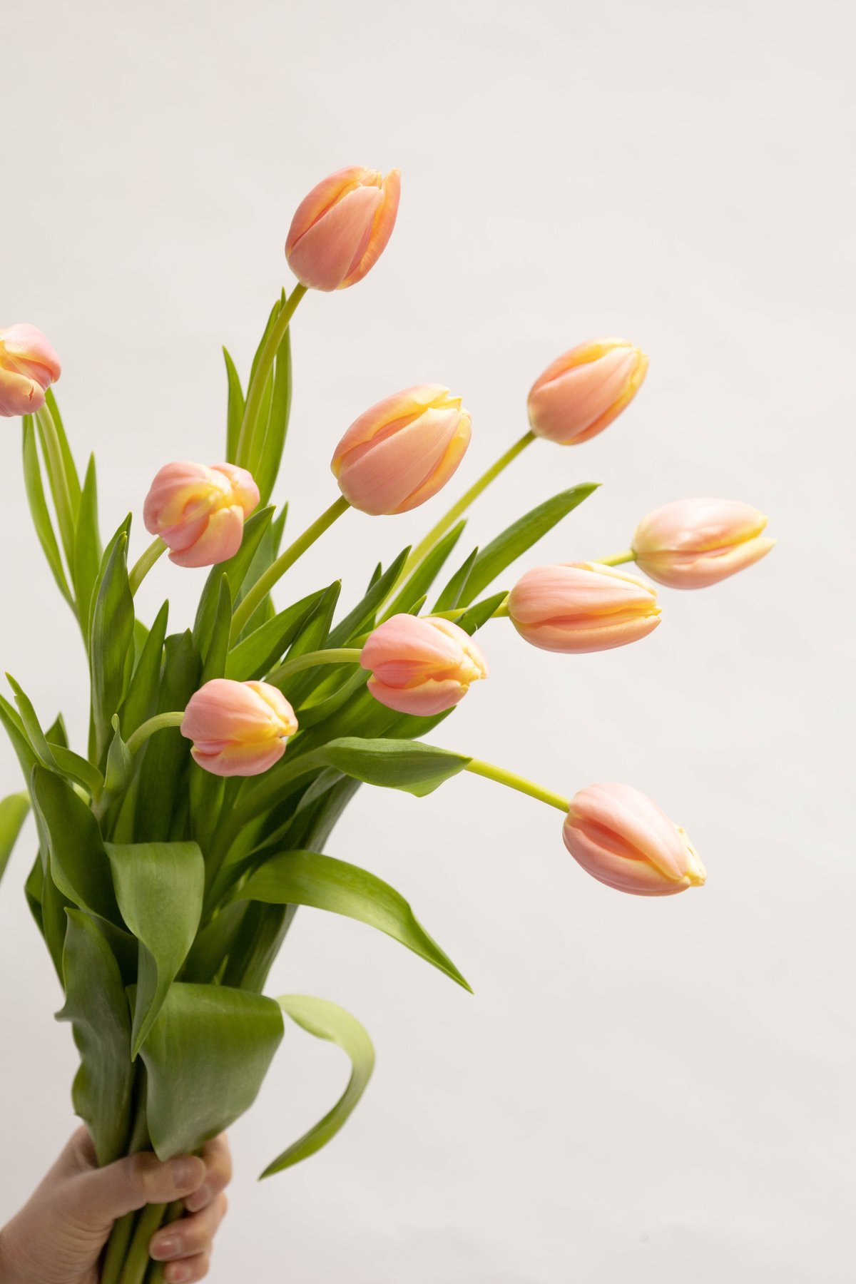 チューリップ「マンゴーチャーム」 | tokyo_shokubutsu_zufu