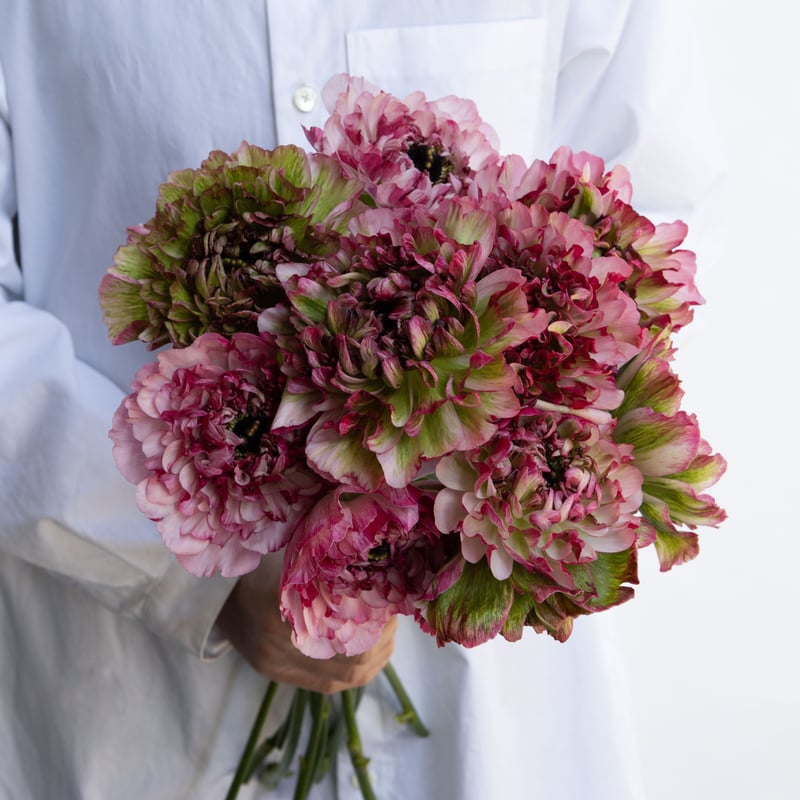 ラナンキュラス「ジャンヌダルク」 | tokyo_shokubutsu_zufu