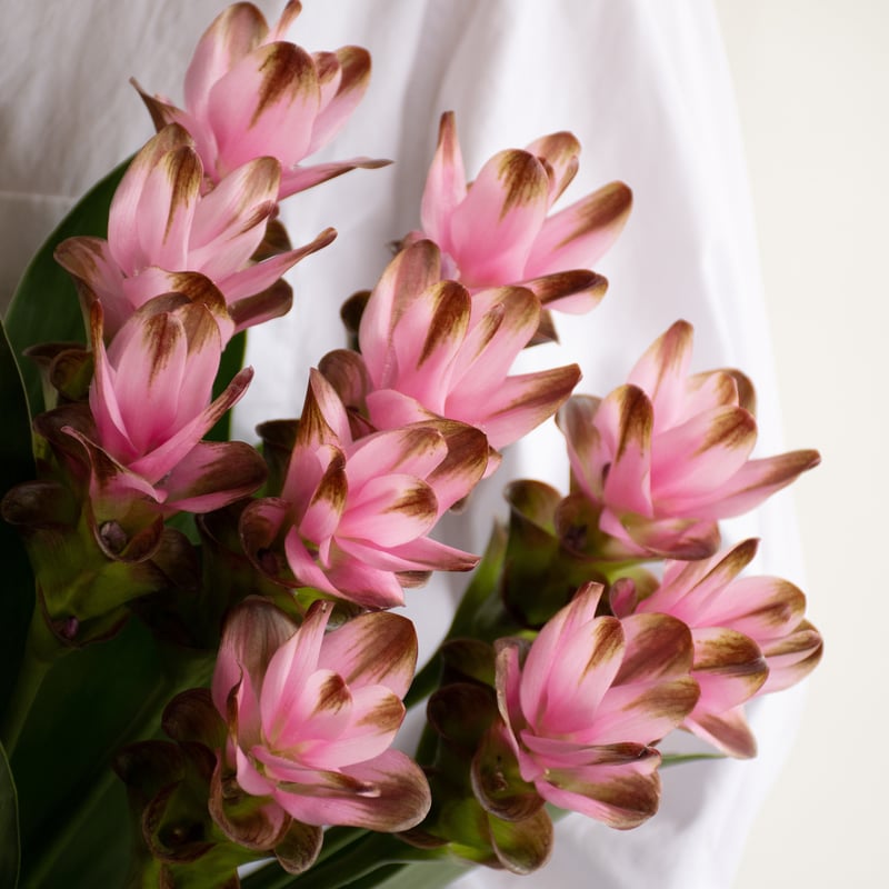 クルクマ「オールドローズ」 | tokyo_shokubutsu_zufu