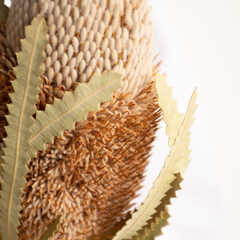 バンクシャー「フーケリアーナ」 | tokyo_shokubutsu_zufu