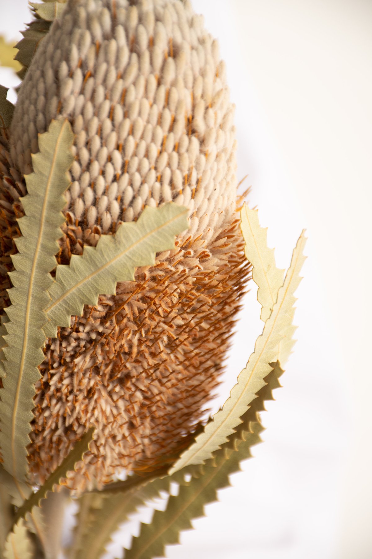 7本　バンクシア　フーケリアーナ 生花】バンクシア フーケリアーナキャンドル - 花材通販はなどん