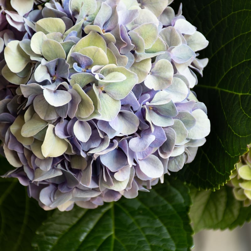 アジサイ「アンティークミックス」 | tokyo_shokubutsu_zufu