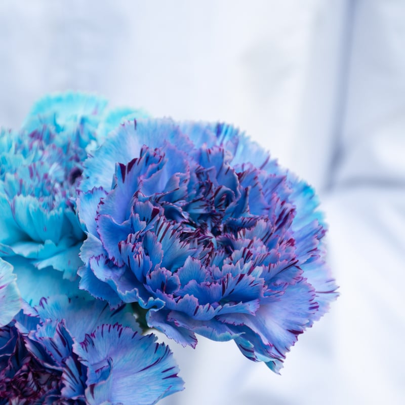 青いカーネーション カーネーション「ブルーミックス」 | tokyo_shokubutsu_zufu