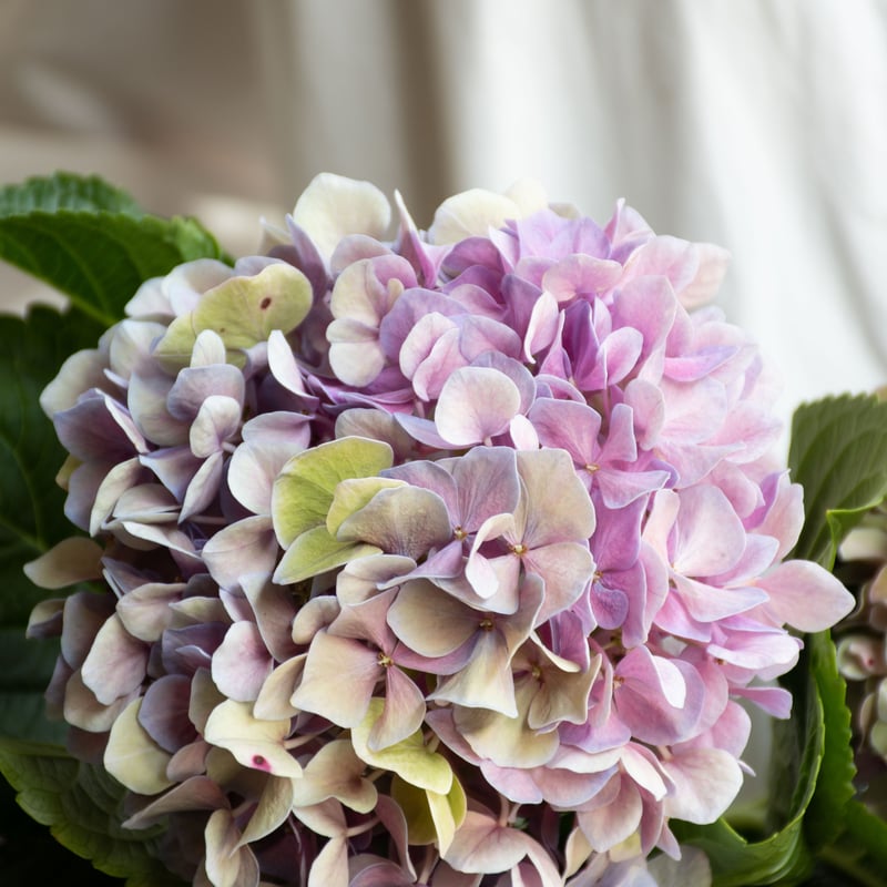 アジサイ「アンティークミックス」 | tokyo_shokubutsu_zufu