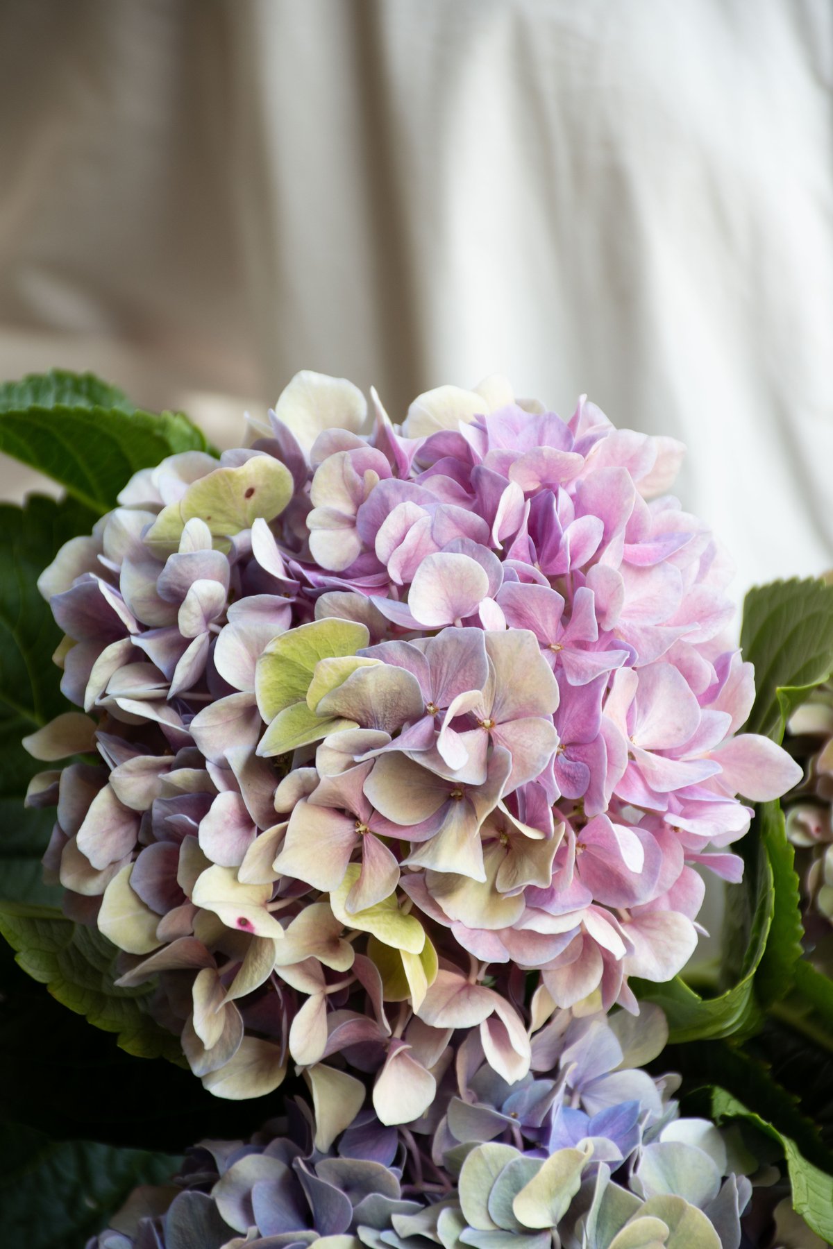美品 フランスアンティーク HB&Cie紫陽花 切り花が美しいデザートプレート アンティーク食器 薔薇 レトロ 花柄 ケーキ皿 デザートプレート