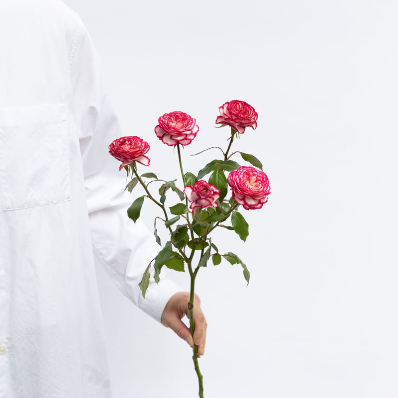 バラ「ラミネートローズバー」 | tokyo_shokubutsu_zufu