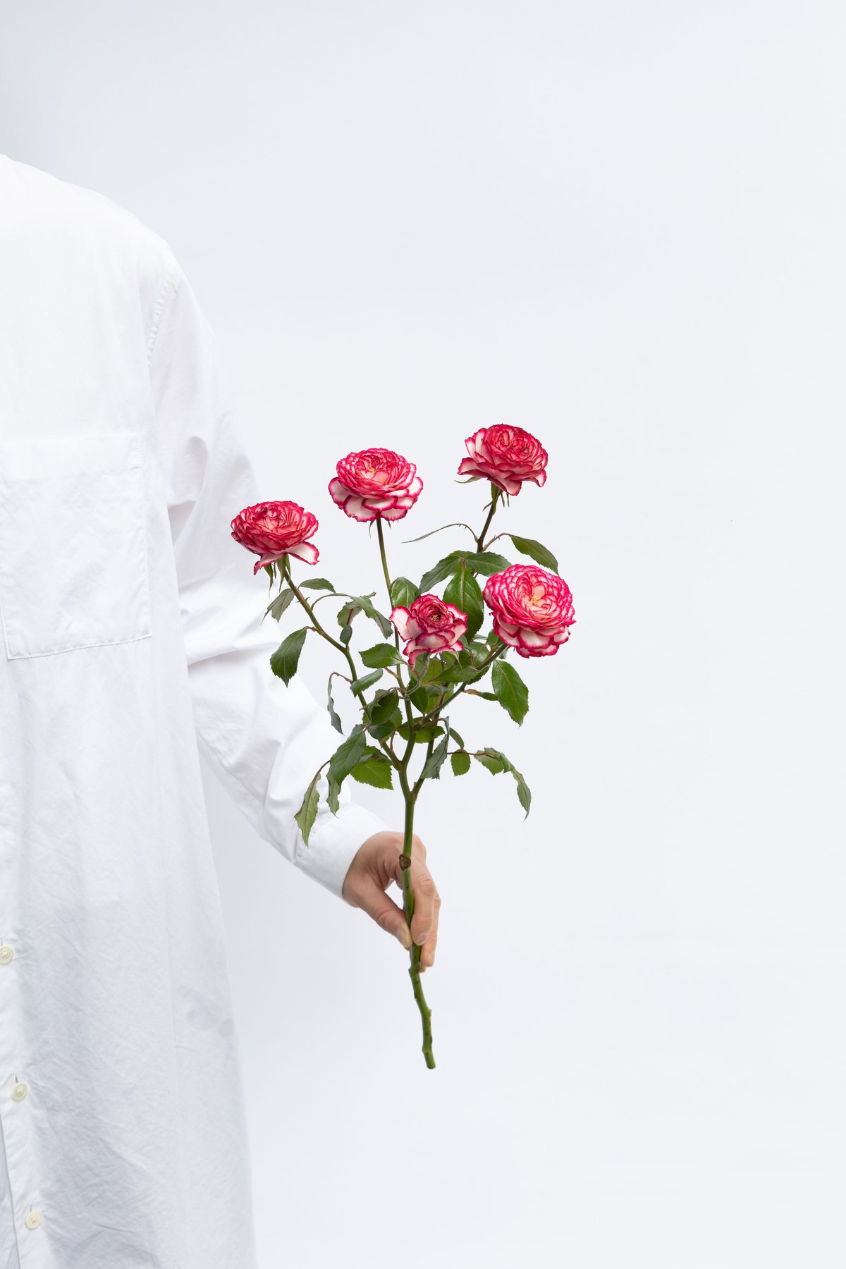 バラ「ラミネートローズバー」 | tokyo_shokubutsu_zufu