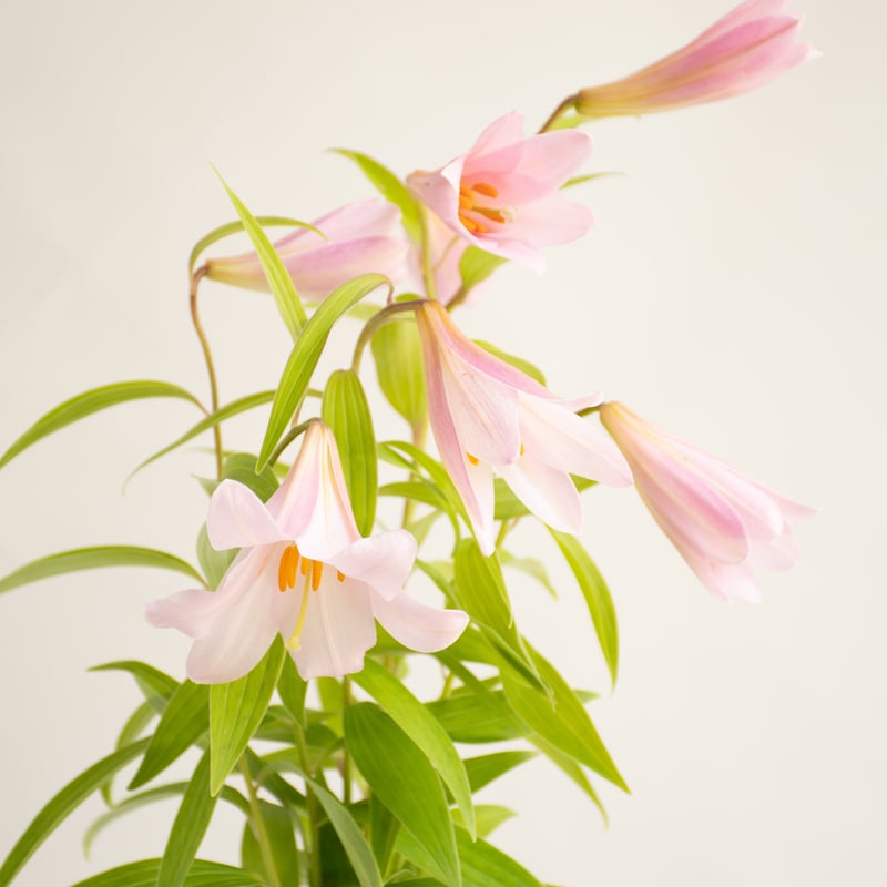 乙女ユリ | tokyo_shokubutsu_zufu