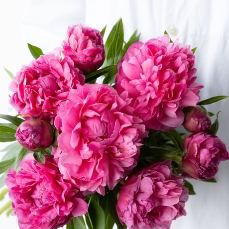 MasaBlackStudioシャクヤク 楽天市場】芍薬 アメリカシャクヤク ブリックアブラック 12cmポット