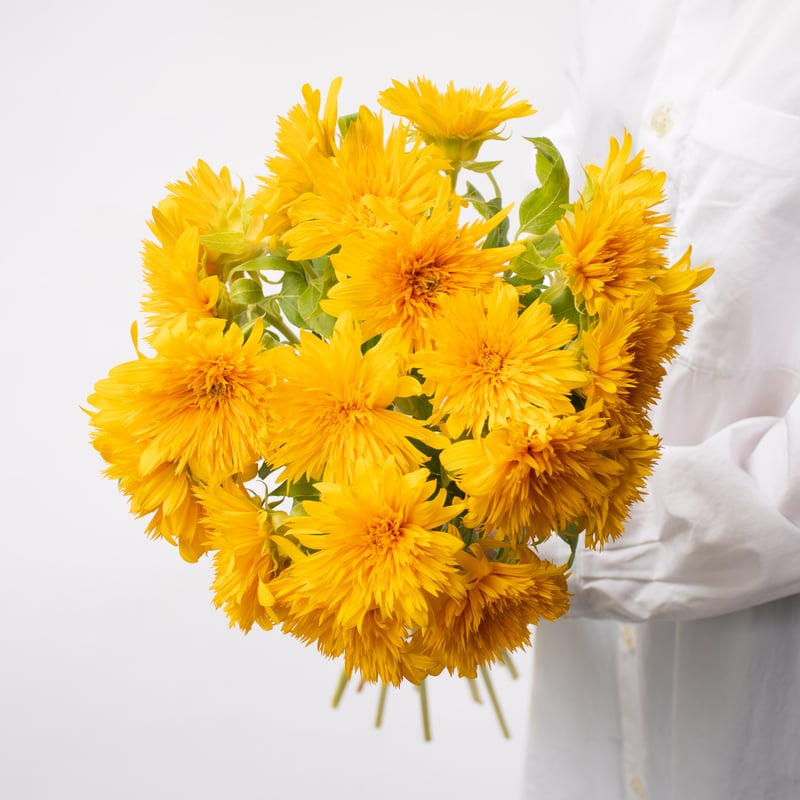 ヒマワリ「東北八重＆レモネード」 | tokyo_shokubutsu_zufu