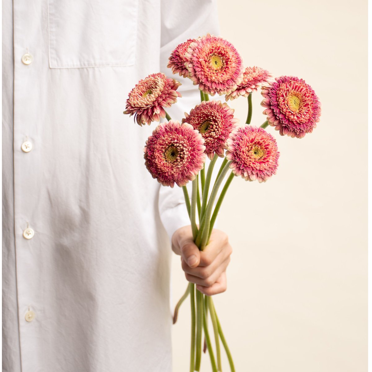 センラ 花や、花 楽天市場】【ゼラニウム 苗】カラーリーフゼラニウム リッチ