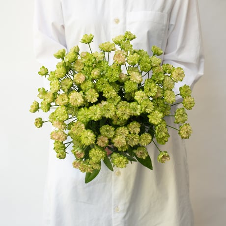 CATEGORY バラ | tokyo_shokubutsu_zufu