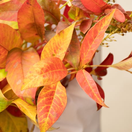 トラノオ「紅葉」