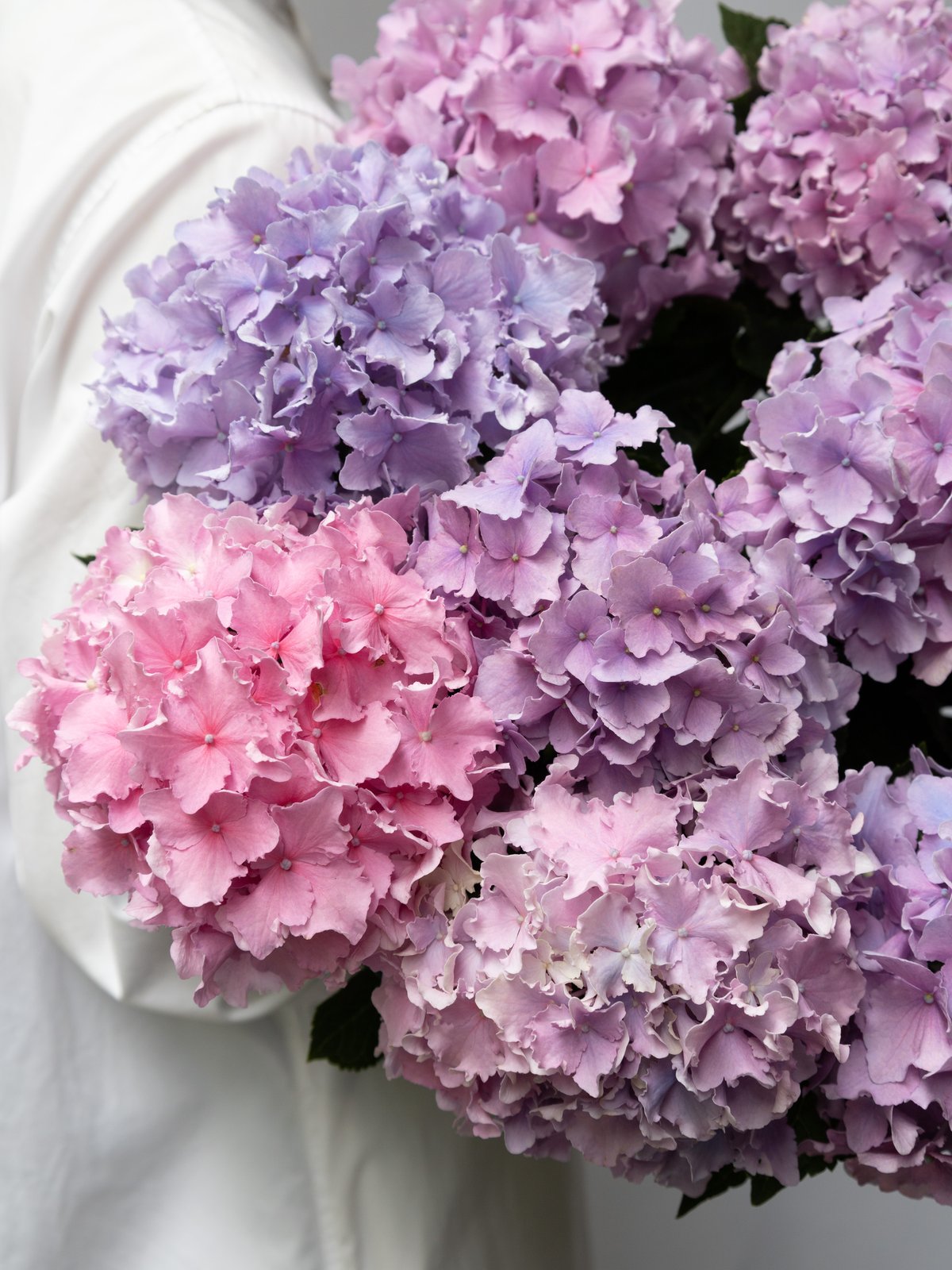 あじさい アジサイ「スパイク」 | tokyo_shokubutsu_zufu