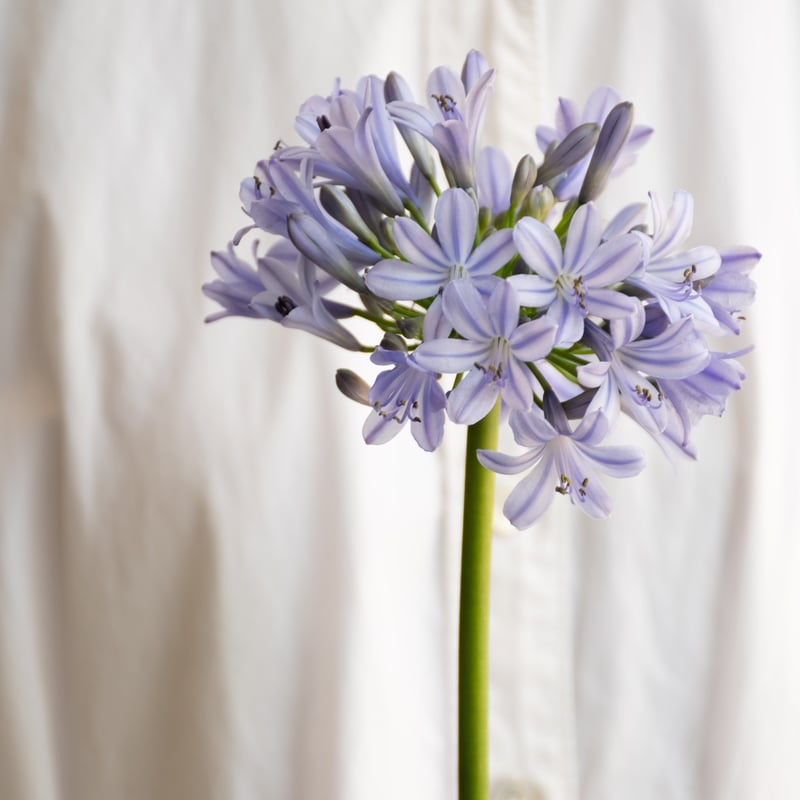 アガパンサスピンク混じり、青混じりいまだけ限定セット② 2025年最新】アガパンサス ピンクの人気アイテム - メルカリ