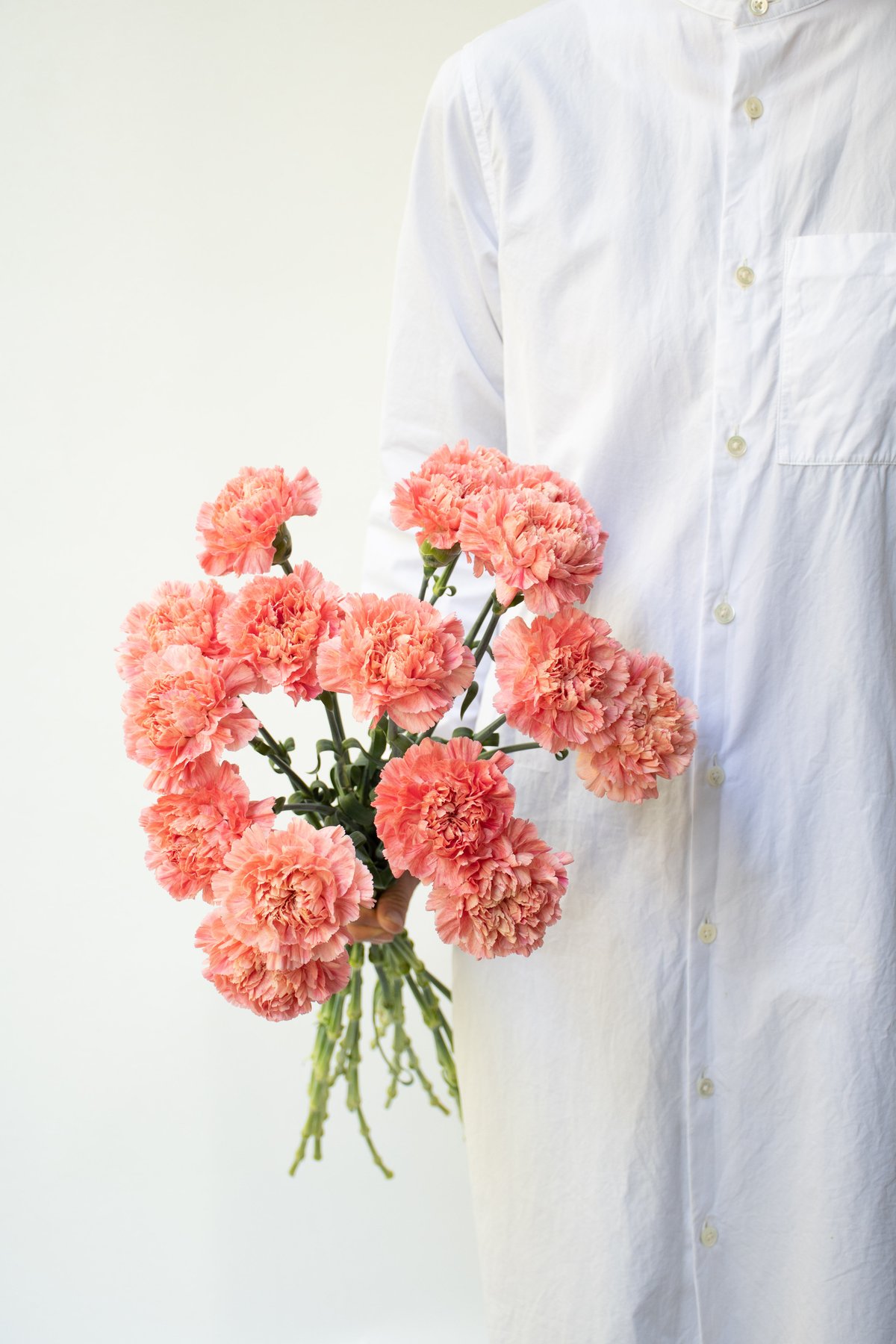 フミキリインカーネーション(仮) カーネーション「アプリコットミナミ」 | tokyo_shokubutsu_zufu