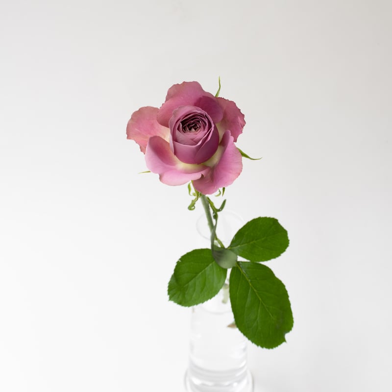Pottery Just For You ジャグ＆ボウル 薔薇 インテリア小物 Pottery