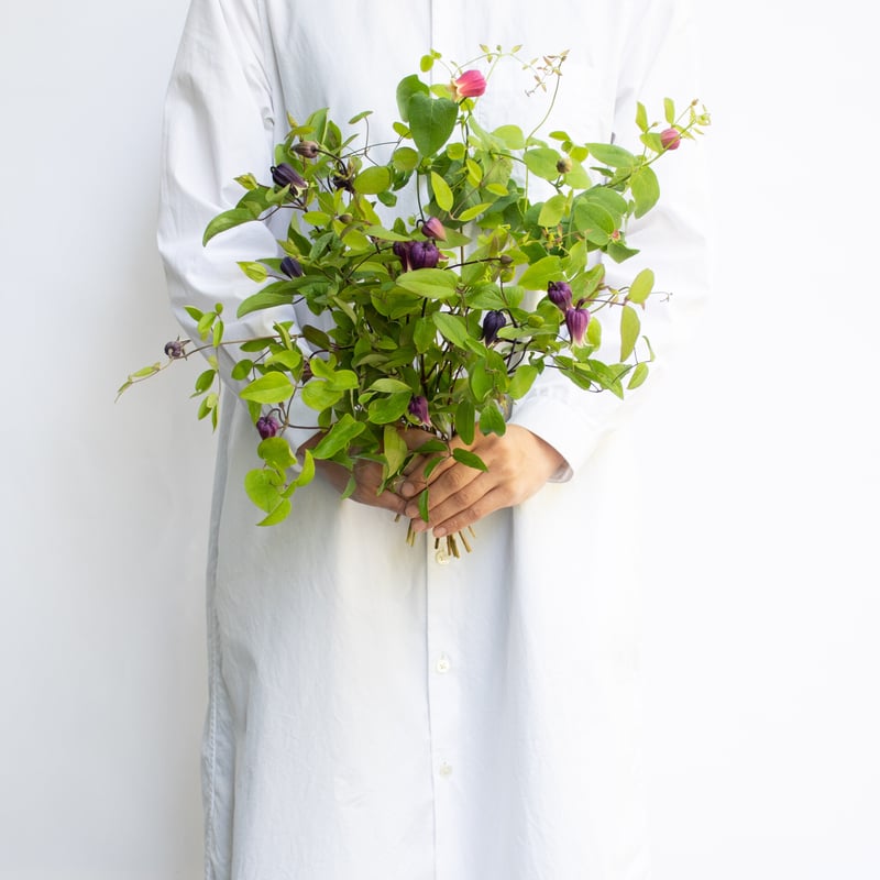 竹間さんのクレマチスミックス | tokyo_shokubutsu_zufu