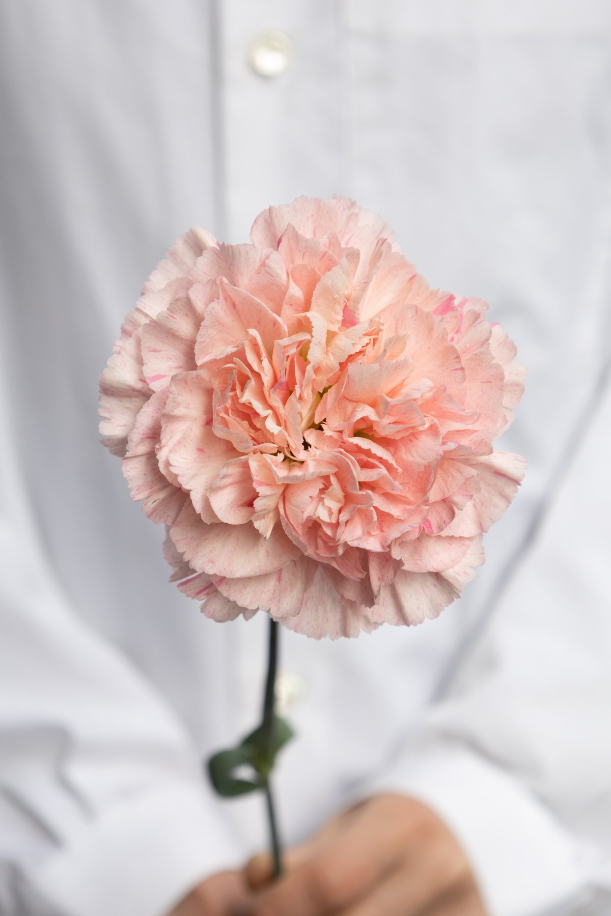 B2大 ポスター CARNATION CRIME　カーネーションクライム B2大 ポスター CARNATION CRIME カーネーションクライム