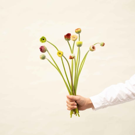 ガーベラ「蕾ミックス」