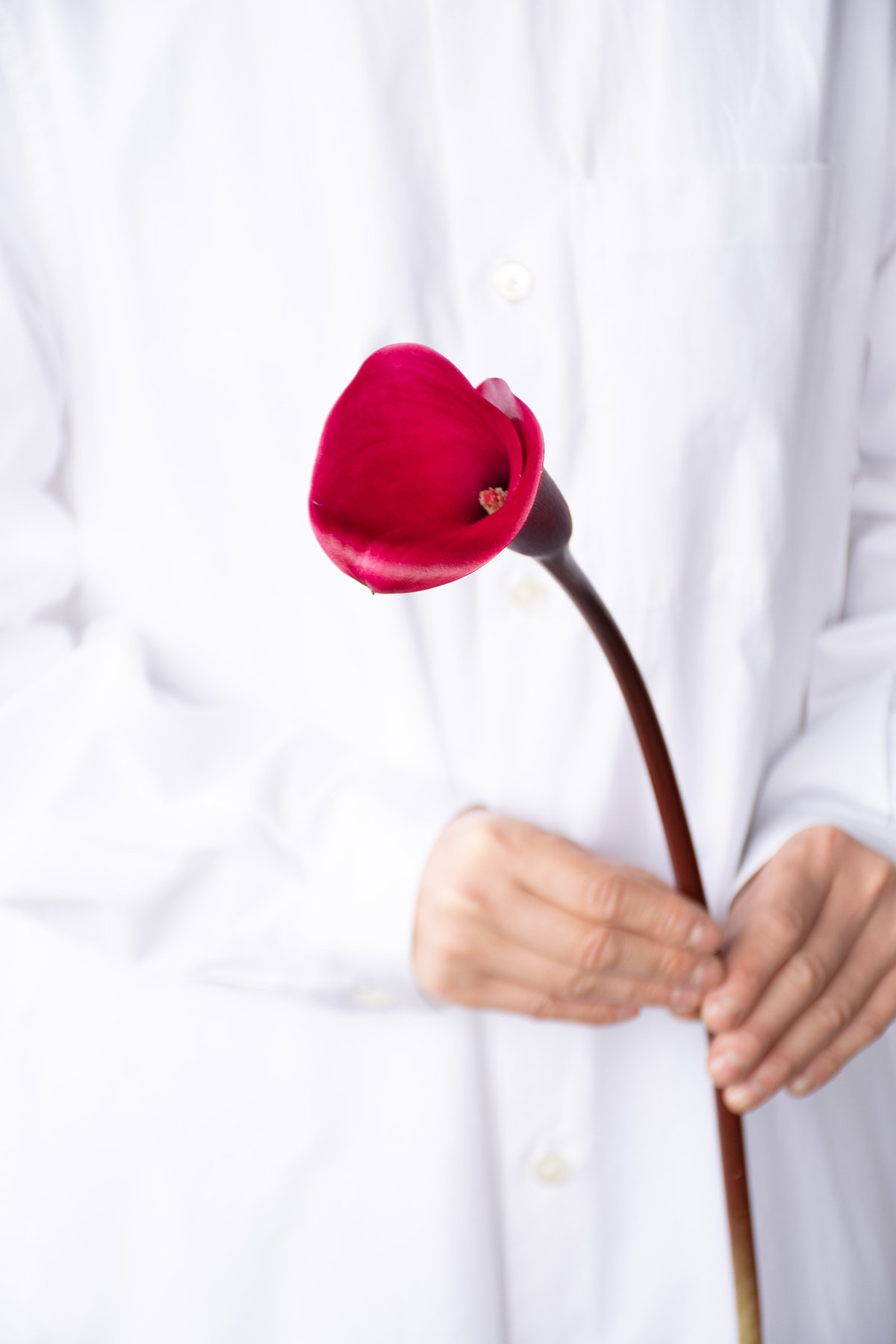 カラー「トーキョー」 | tokyo_shokubutsu_zufu