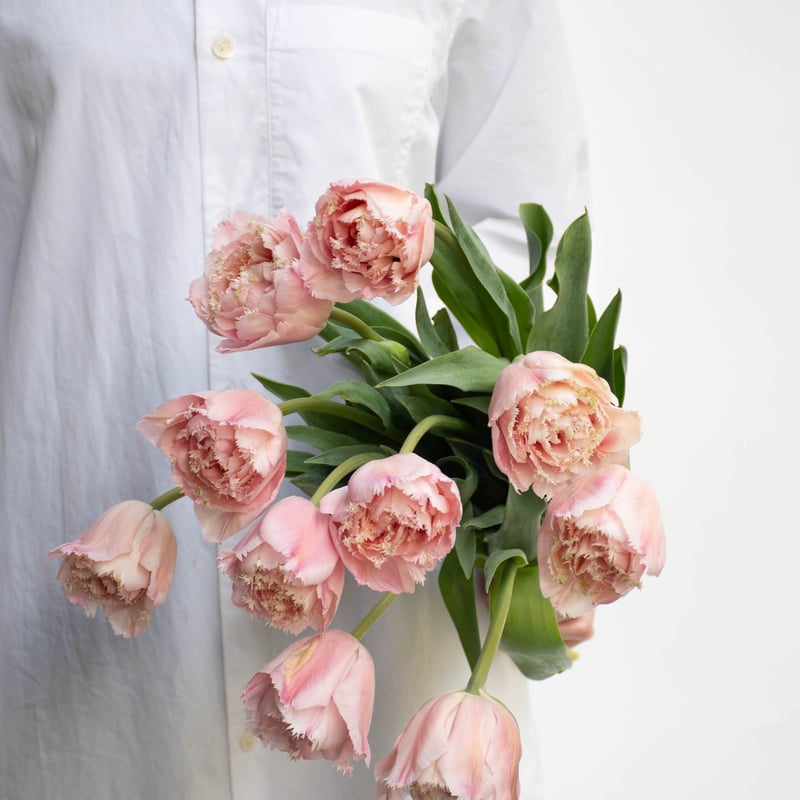 チューリップ「ピンクマジック」 | tokyo_shokubutsu_zufu