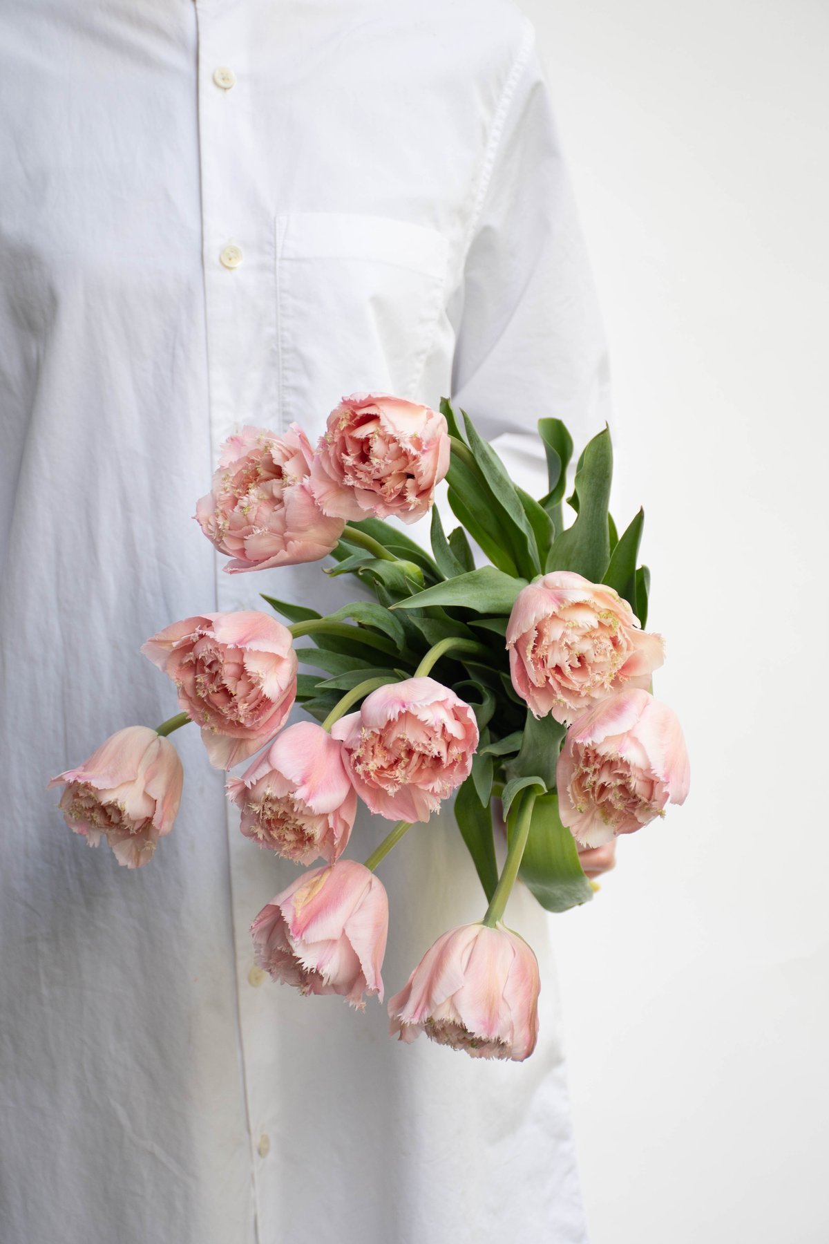 チューリップ「ピンクマジック」 | tokyo_shokubutsu_zufu