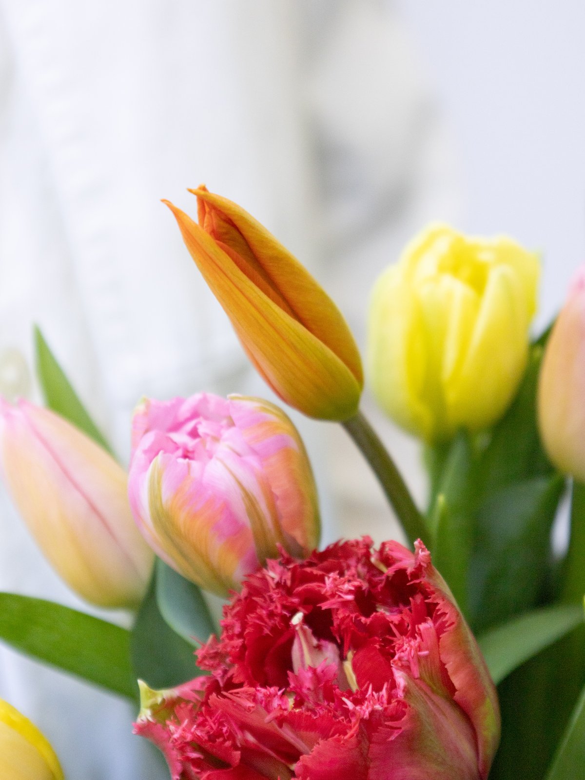 チューリップ「ミックス」 | tokyo_shokubutsu_zufu