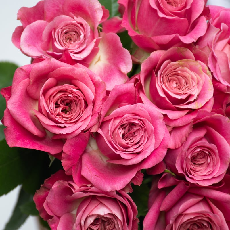 堀木園芸「バイアモーメント」 | tokyo_shokubutsu_zufu