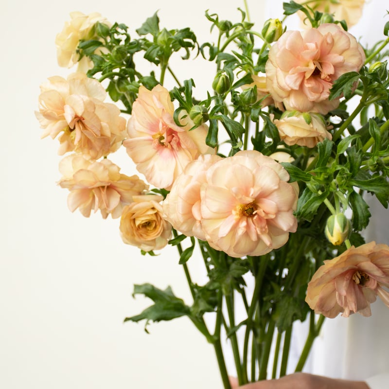 me ラナンキュラスラックス ヘスティア アリアドネ 白藤『麝香藤』♪ 2024/03/30(土) ラナンキュラスラックスのヘスティアが満開です