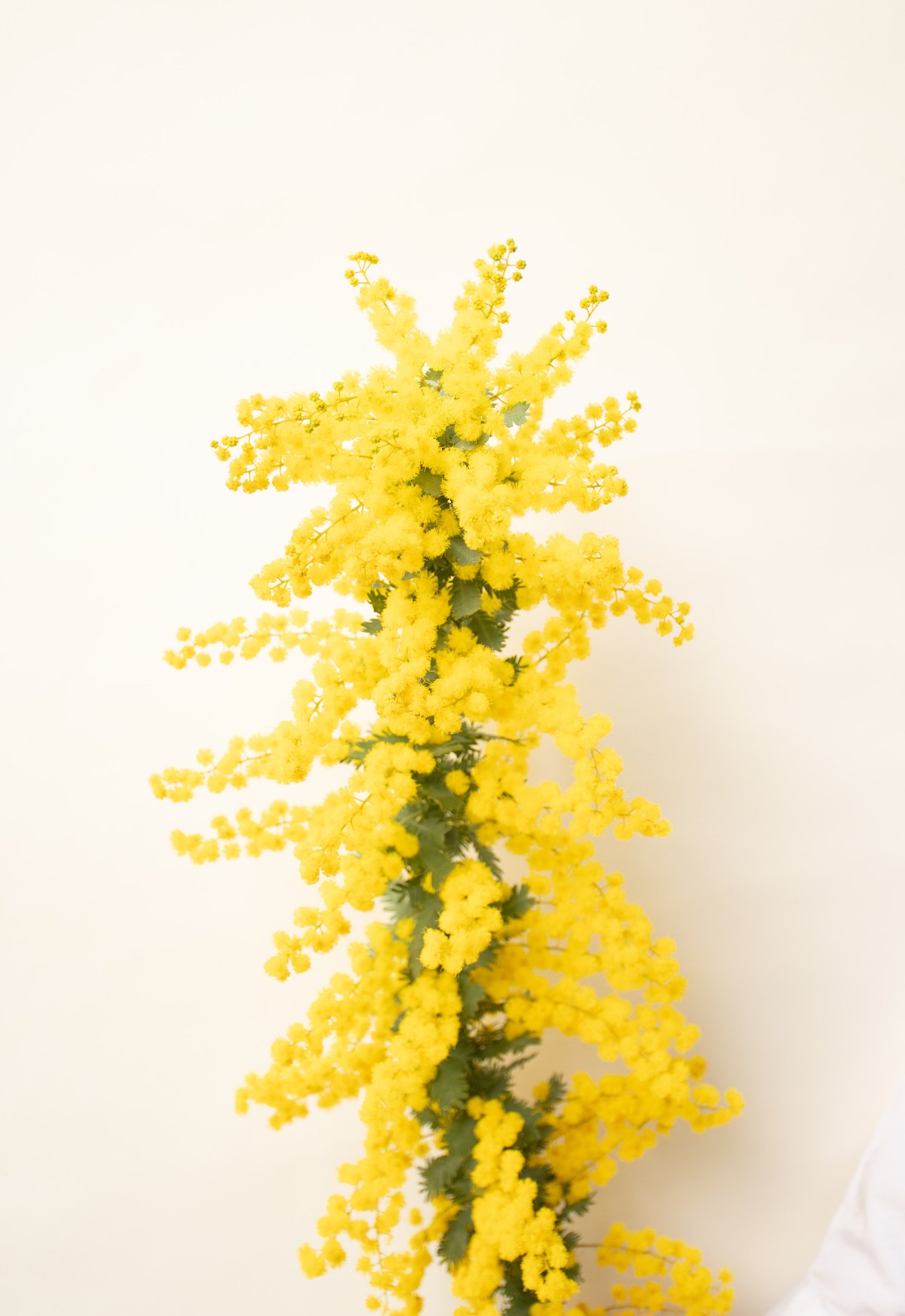 ミモザアカシア　/ 561 ミモザアカシア / 561