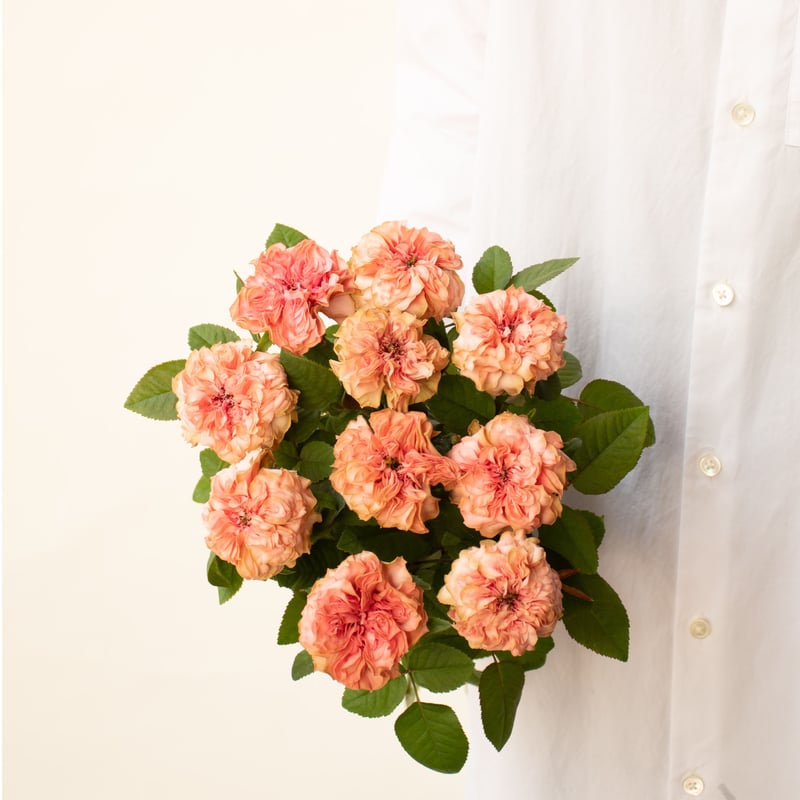 バラ「ラロック」 | tokyo_shokubutsu_zufu