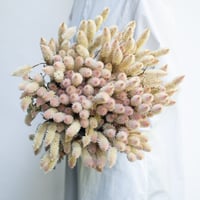 ドライフラワー❇️スターチス ソロモン❣️ ドライフラワー「スターチス」 | tokyo_shokubutsu_zufu