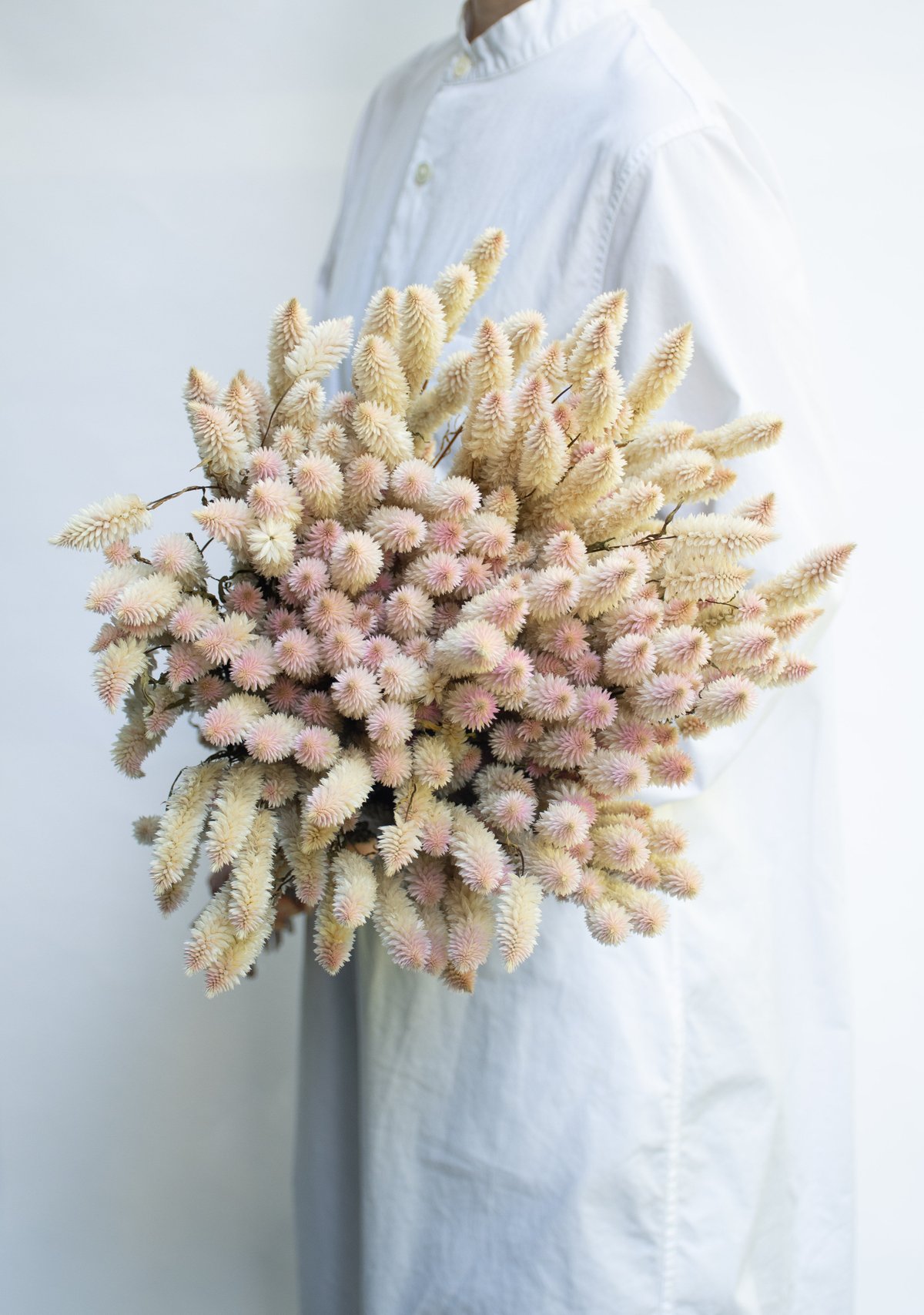 シャロンの花 生花】セロシア シャロン(淡ピンクー白系)60cm程度【FJ】 - 花材