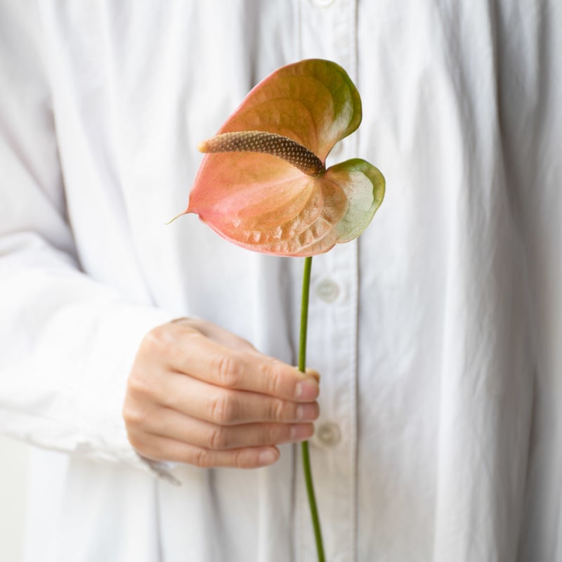 大幅 花卉 生花】アンスリウム(台湾)赤 品種おまかせ【40cm/台湾】｜Flower