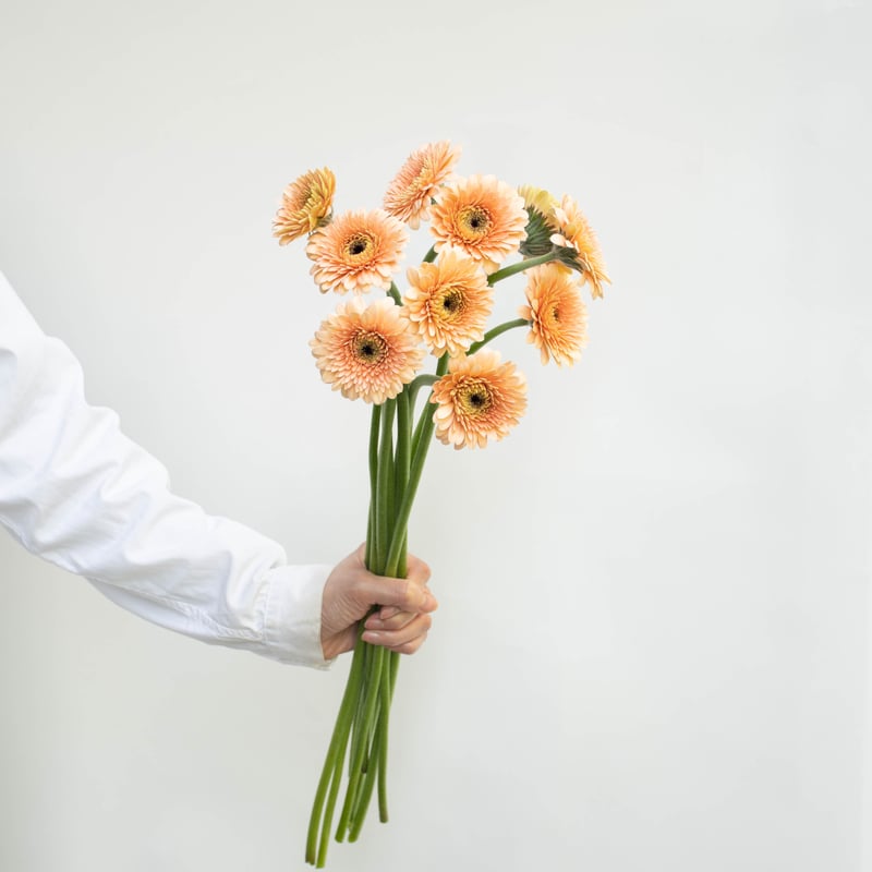 ガーベラ「ジェイジェイ」「リモリモ」 | tokyo_shokubutsu_zufu