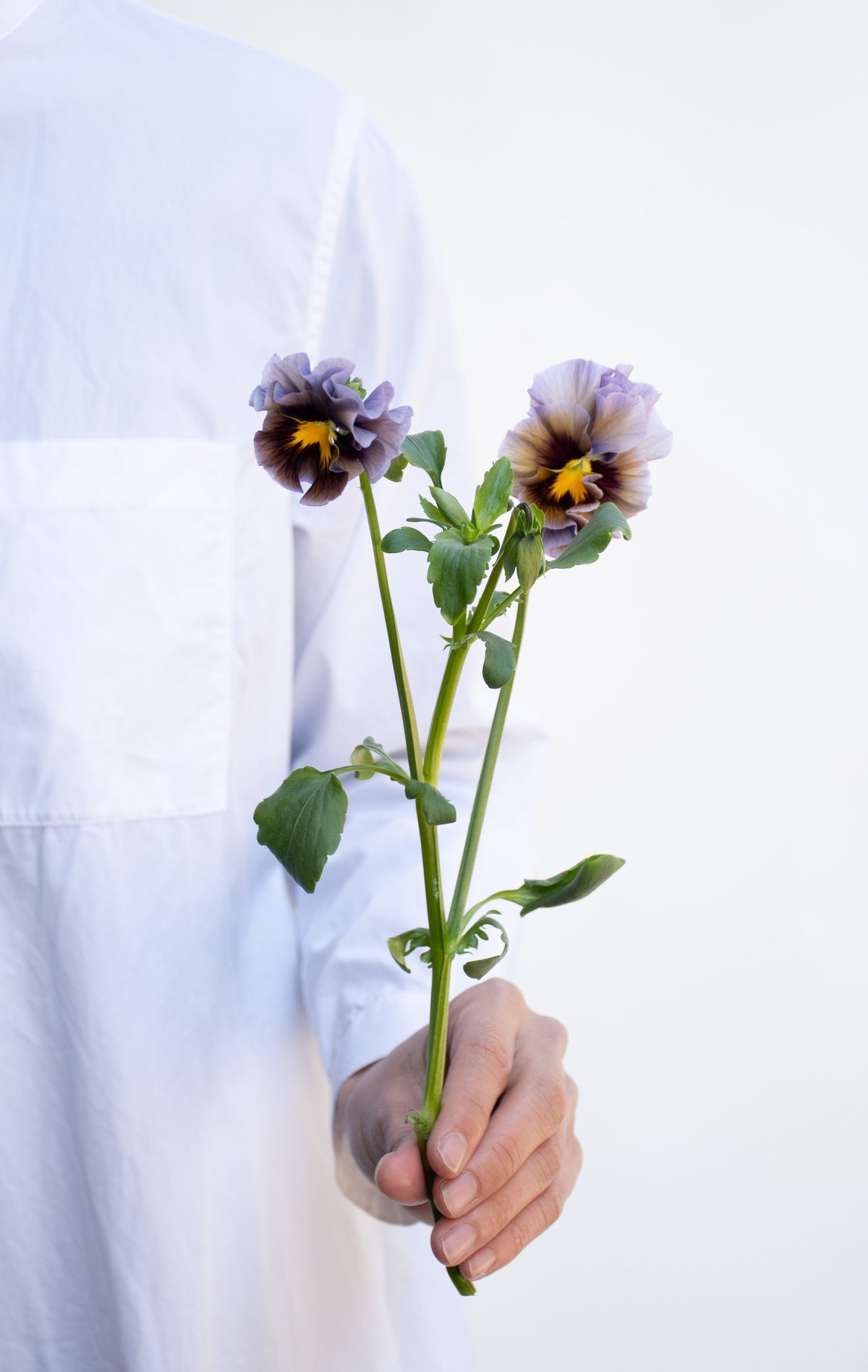 最終sale！アンティーク パンジー ポット キャニスター Amazon.co.jp: ビオラの種 アンティーク 花の種 植物 種 パンジー