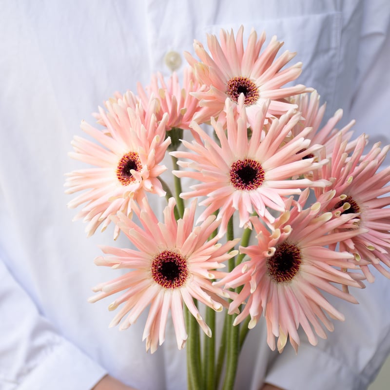 ガーベラ「パスタ咲きMIX」 | tokyo_shokubutsu_zufu