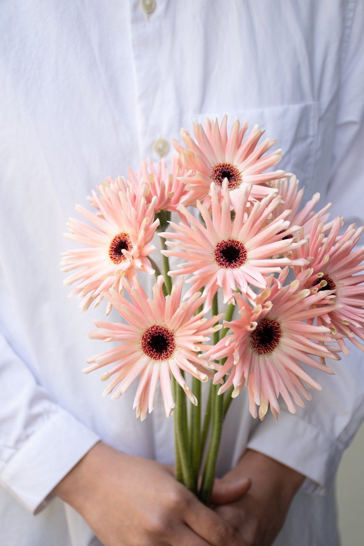 ガーベラ ガーベラ「パスタ咲きMIX」 | tokyo_shokubutsu_zufu