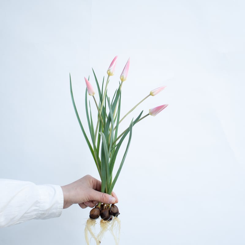 チューリップ「レディジェーン（球根）」 | tokyo_shokubutsu_zufu
