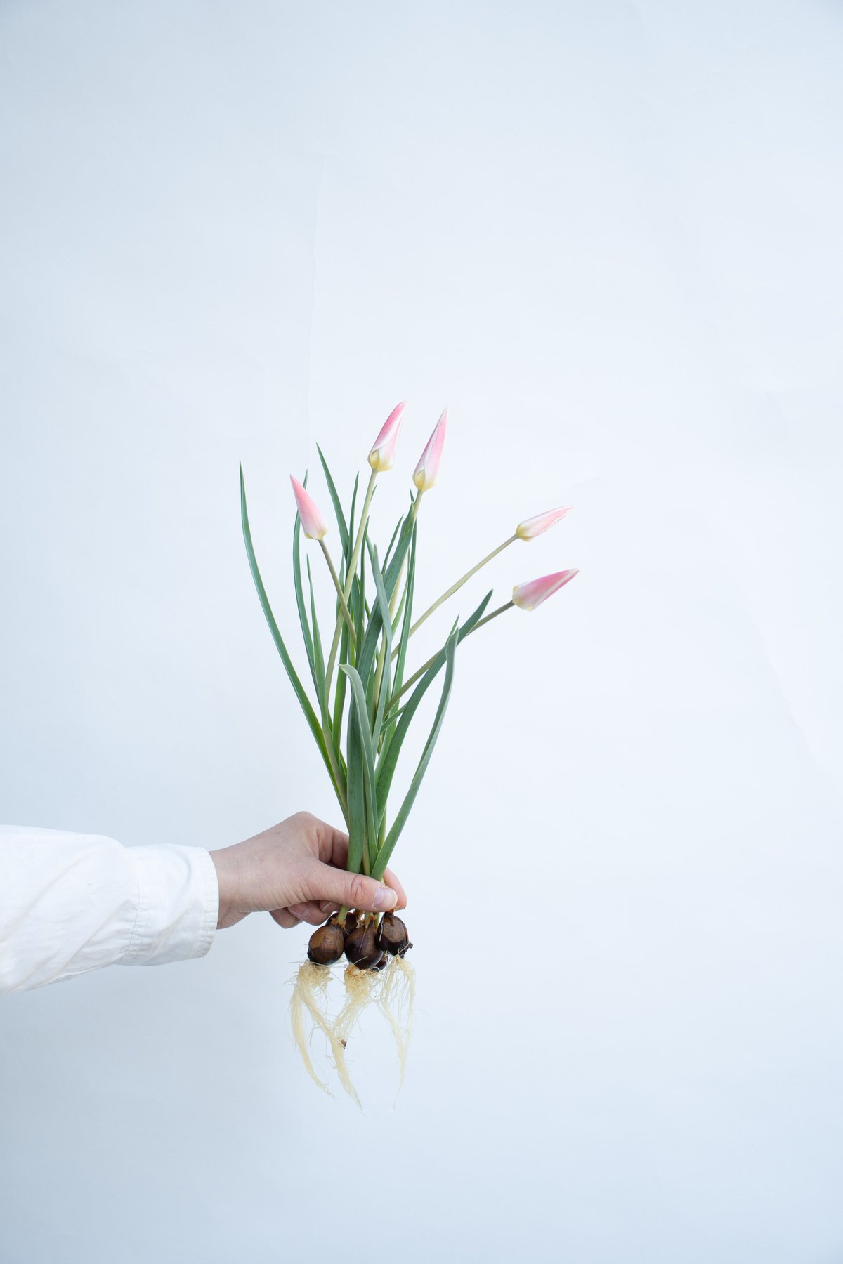 チューリップ「レディジェーン（球根）」 | tokyo_shokubutsu_zufu